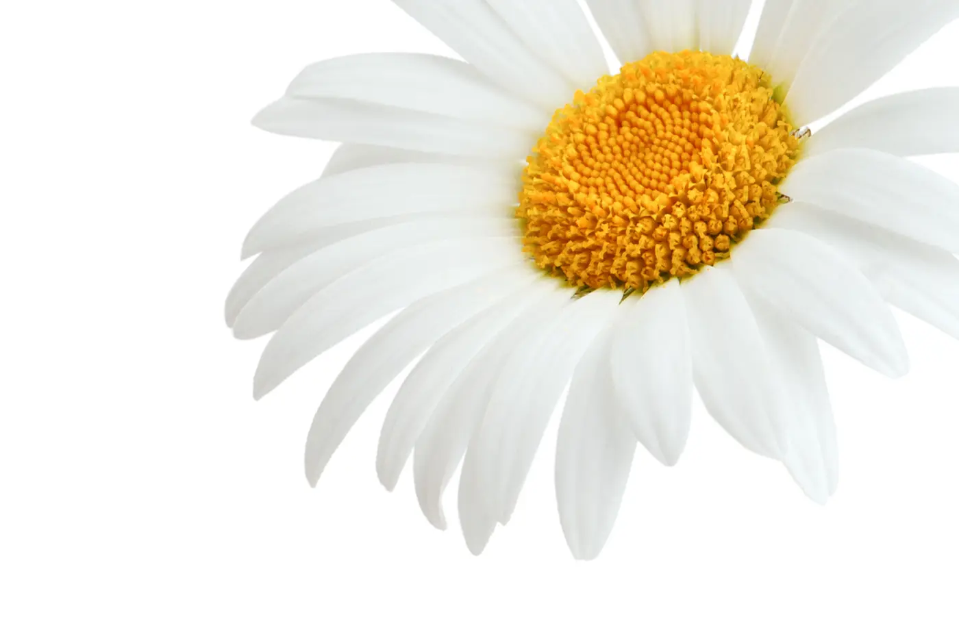 peid-a-terre-client-test-bg2 Innovative Marketing East of England